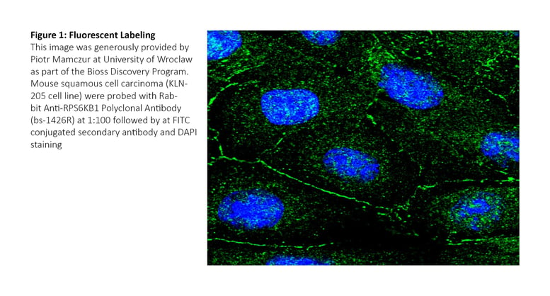 20180112 Fluorescent Labeling Example Image for blog.jpg