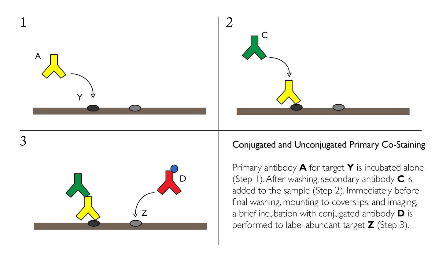 Comprehensive Guide to Performing Double Immunofluorescence Comprehensive Guide to Performing Double Immunofluorescence