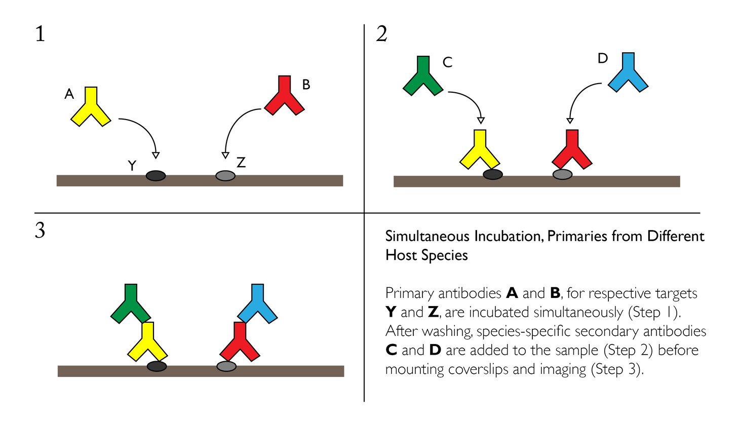 Comprehensive Guide to Performing Double Immunofluorescence Comprehensive Guide to Performing Double Immunofluorescence