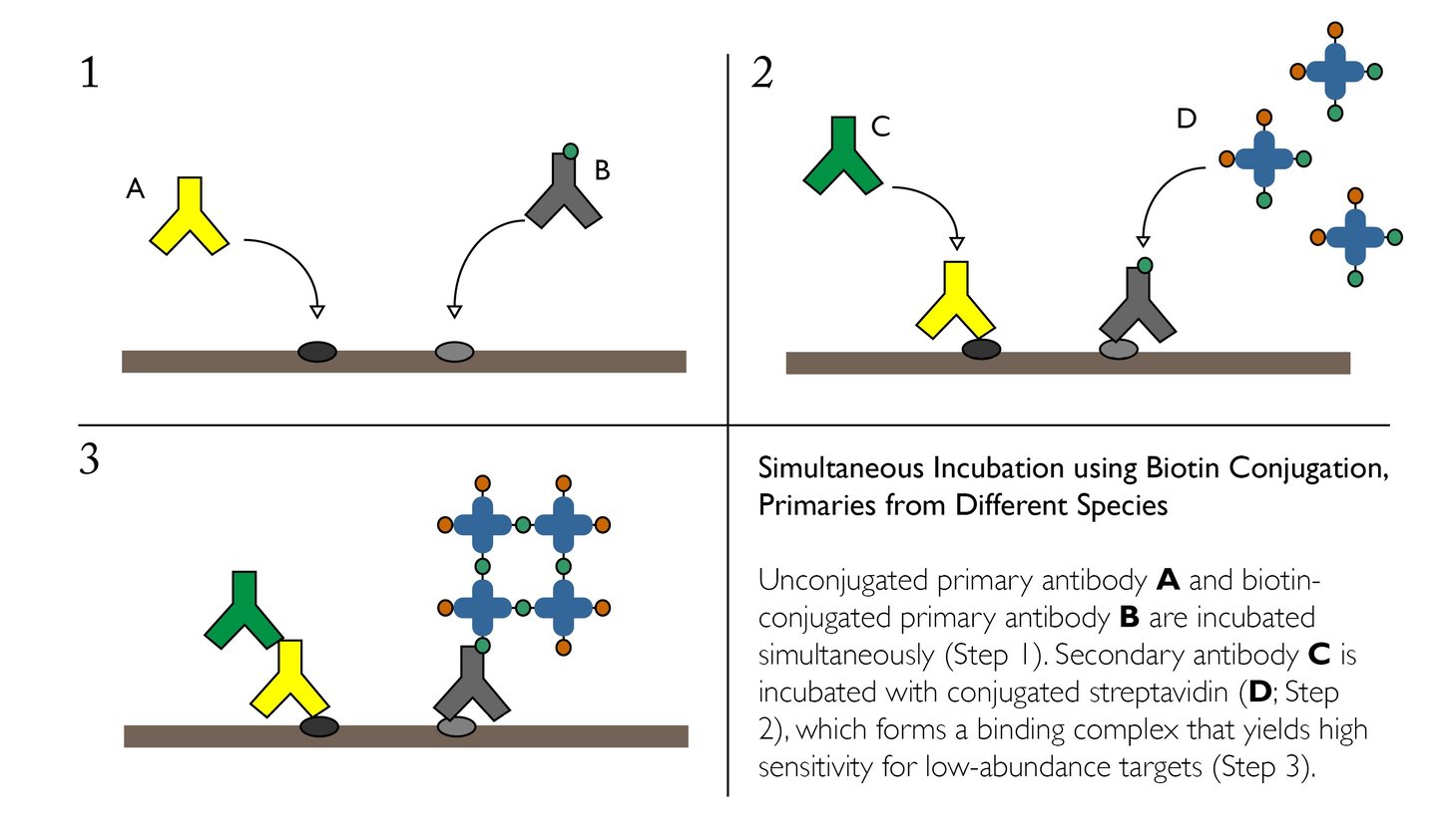 Comprehensive Guide to Performing Double Immunofluorescence Comprehensive Guide to Performing Double Immunofluorescence