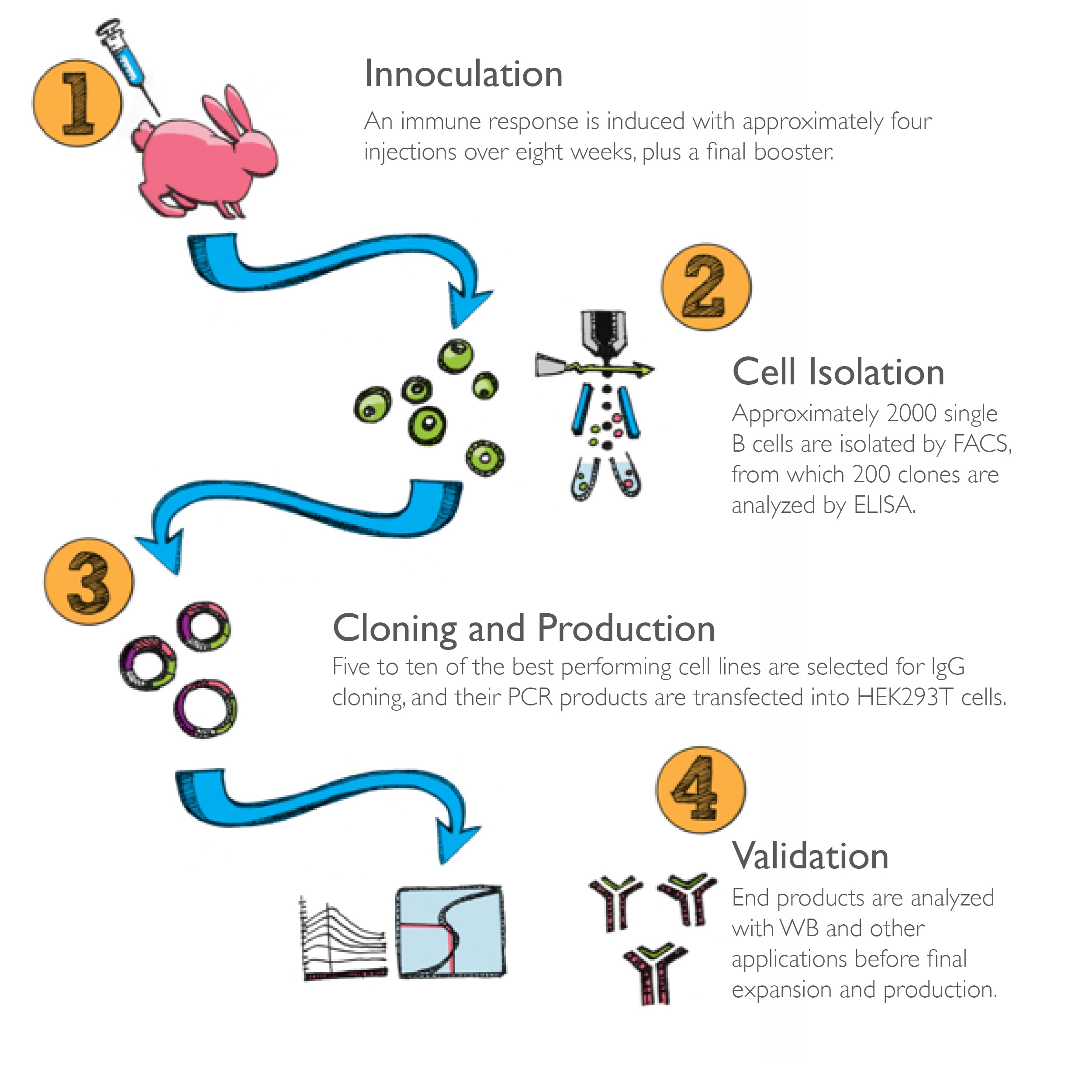 Introduction to Recombinant Rabbit Monoclonal Antibodies