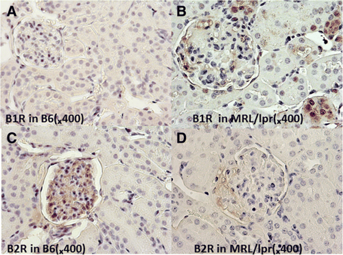 bradykinin figure 2