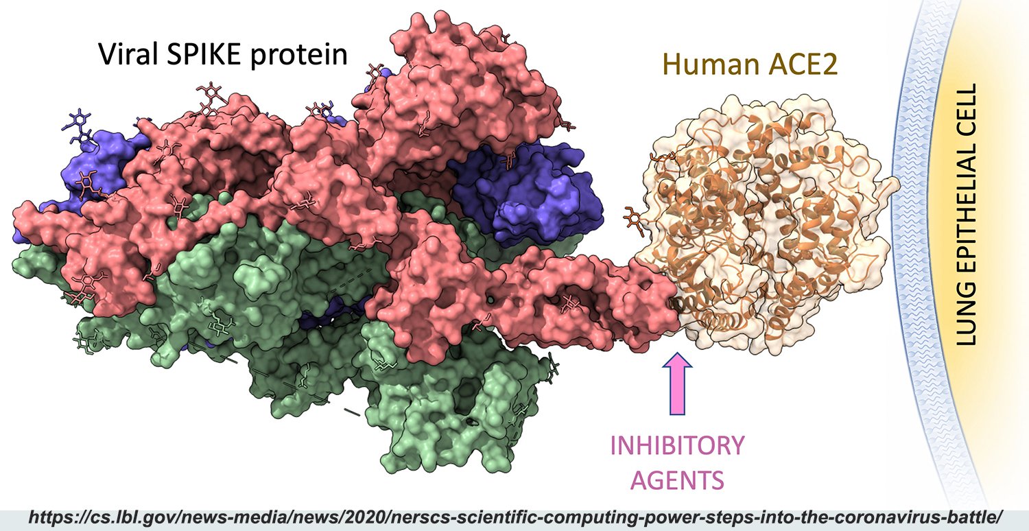 Protective Antibodies Against COVID19 Isolated & Characterized